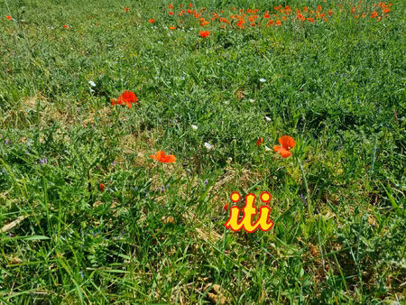 vente terrain 435 m² grosbreuil (85440)