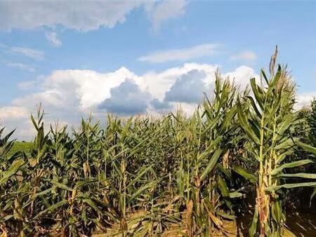 terrain à vendre à ville-pommeroeul € 708.435 (l0qgo) - comptoir foncier | zimmo