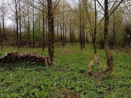 terrain 3610 m² lottinghen