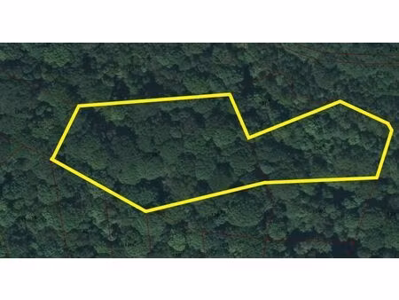 forêt avec de nombreuses espèces d'arbres différentes