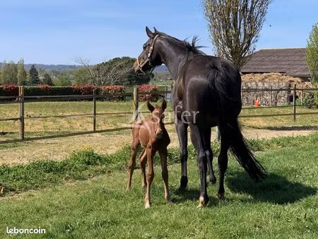 terrain 238451 m² maubourguet