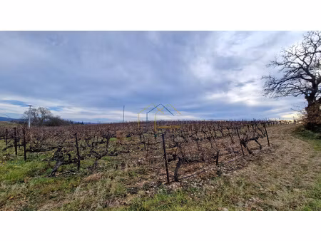 vigne syrah en appellation 'terrasses du larzac'