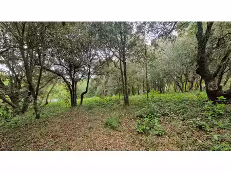 vente terrain  2516.00m²  palaja