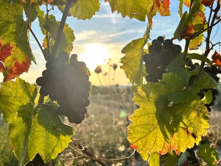 terrain à vendre lancie 3659m2 5 200€