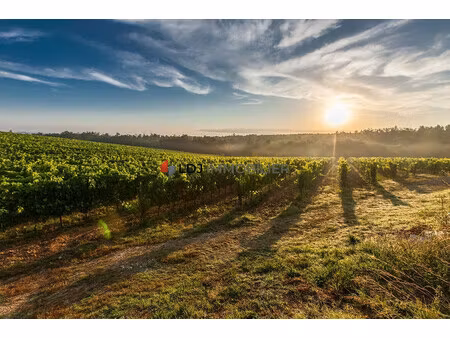 commune de baixas : 9ha 57a 33ca de vignes divisés en 17 parcel