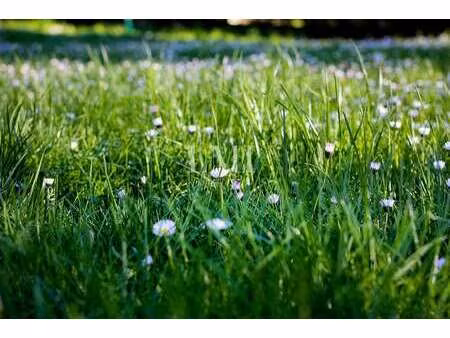 vente terrain à plouay (56240) : à vendre / 662m² plouay