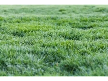 grand terrain exceptionnel à batir de 559m2 à vendre  pessac proche du centre-ville rare s