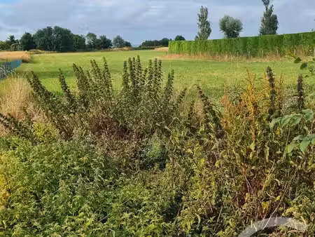 terrain à vendre - 4472 m2 - commes - 14 - basse-normandie