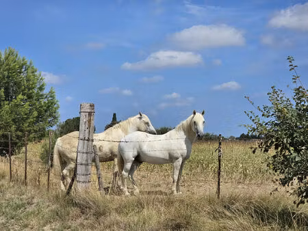 vente terrain 2893 m² saint-gilles (30800)