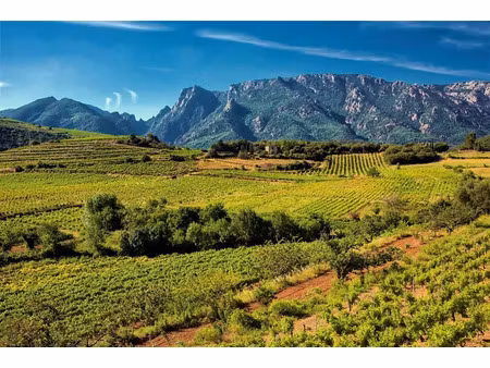 vente terrain 3629 m² à saint-chinian (34360)  239 000 €