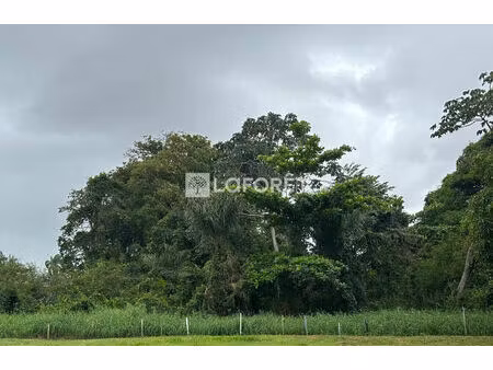 terrain constructible rémire-montjoly 2 620 m²