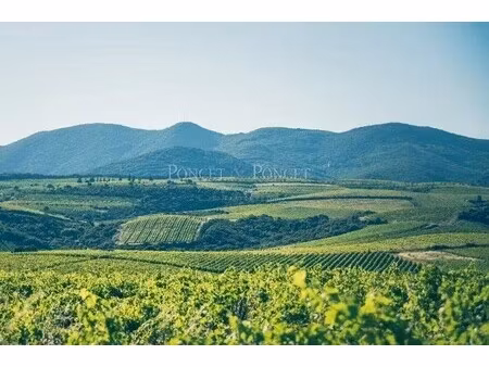 propriété viticole à vendre à faugères