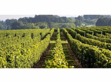 vignoble mombrier (33)