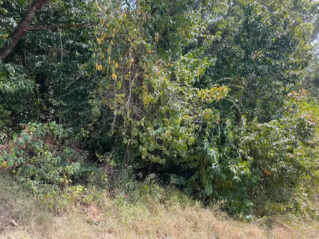 terrains à vendre- schoelcher