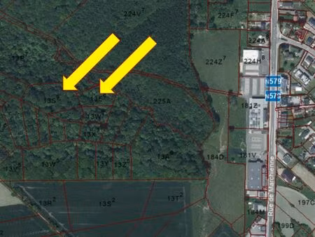 forêt avec de nombreuses espèces d'arbres différentes