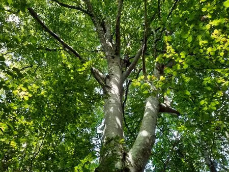 recherche forêt bois