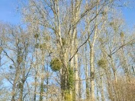 vente terrain à jublains (53160) : à vendre / 5805m² jublains