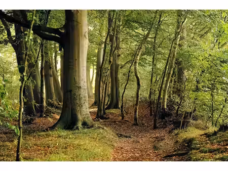 terrain boisé – forêt