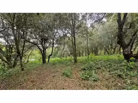 vente terrain 2516 m² à palaja (11570)  81 900 €