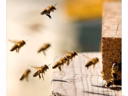 recherche emplacement pour ruche