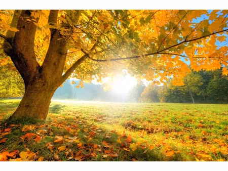 vente terrain 2200 m² à pranzac (16110)  62 000 €