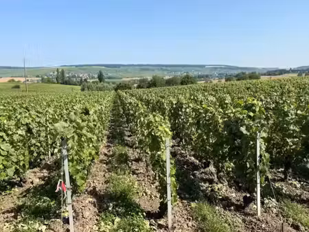 vente terrain cuchery 51480 - - surface privée