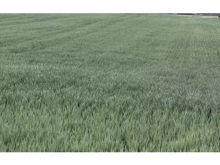 vente terrain 25445 m² à dangé-saint-romain (86220)  21 000 €