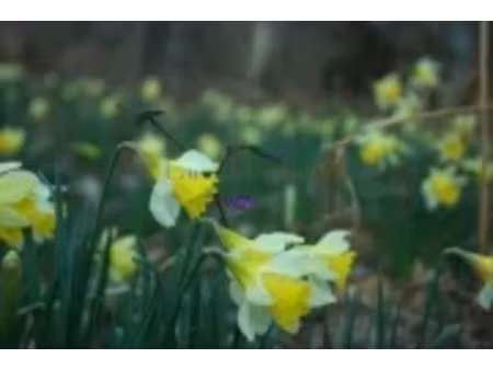 vente terrain 800 m² à saint-cergues (74140)  299 000 €