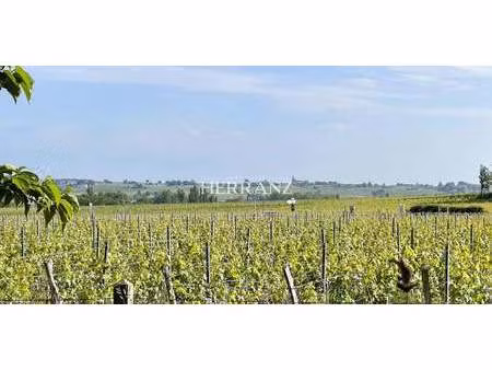 terrain pomerol (33)