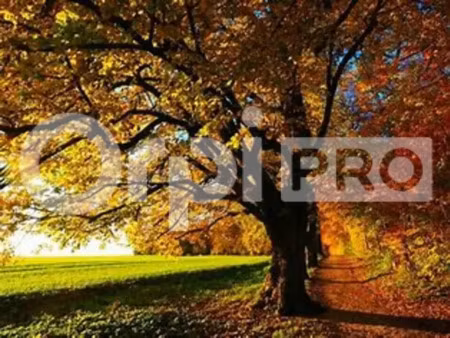 local commercial a vendre