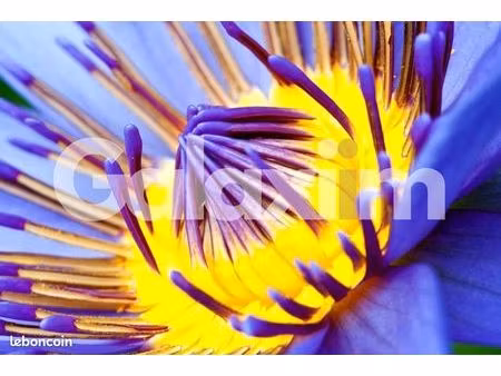 fleuriste 55 m² cesson-sévigné