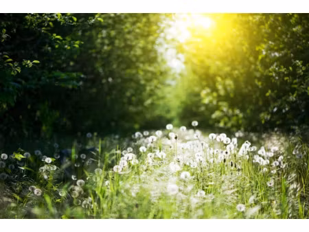 vente terrain 888 m² à saint-projet-saint-constant (16110)  38 200 €