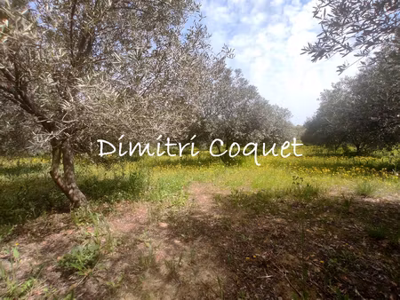 oliveraie sur terrain de 1 2 ha avec accès à l'eau