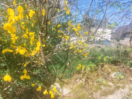 vente terrain 422 m² loguivy-plougras (22780)