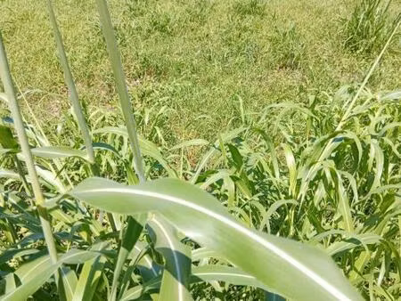 terrain a basse-pointe de 556m2 ref 401345