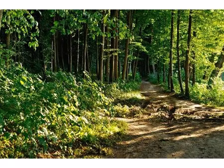 vente terrain 829063 m² orches (86230)