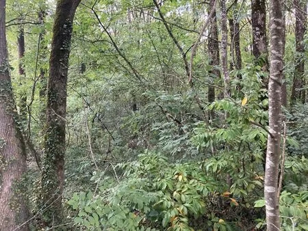 vente terrain 1923 m² mignaloux-beauvoir (86550)