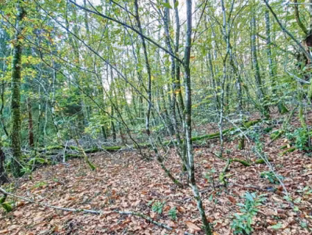 vente terrain 8756 m² parempuyre (33290)