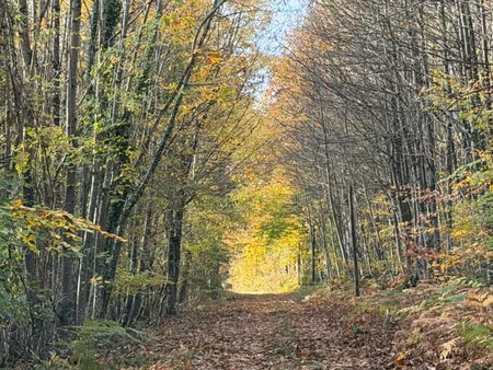 propriété à restaurer sur plus de 4h5 à vendre.