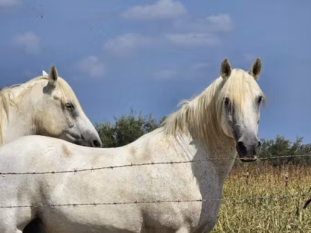 achat terrain 3 120m² st gilles 30800