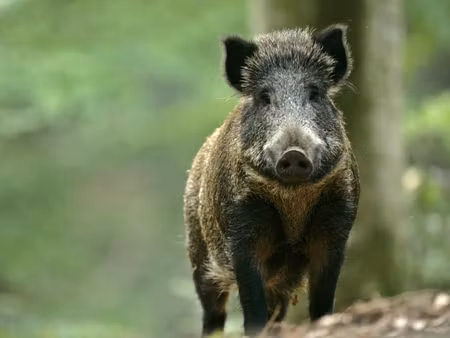 achat maison 9 pièces 264m² chantelle 03140