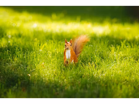 achat terrain 1 055m² y 80190