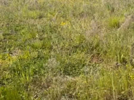 vente terrain à ingré (45140)  80 000 €