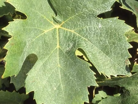 vente terrain 12330 m² saint-nazaire-d’aude (11120)