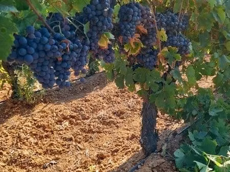 vente terrain 6779 m² saint-nazaire-d'aude (11120)