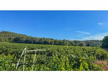 vignes en production