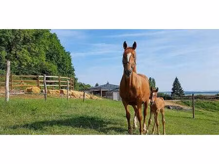 propriété juville (57)