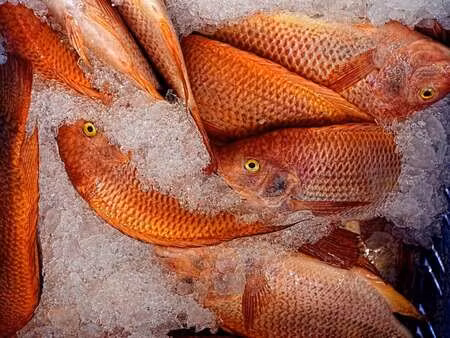 vente bureaux et commerces à orvault (44700) : à vendre / 85m² orvault