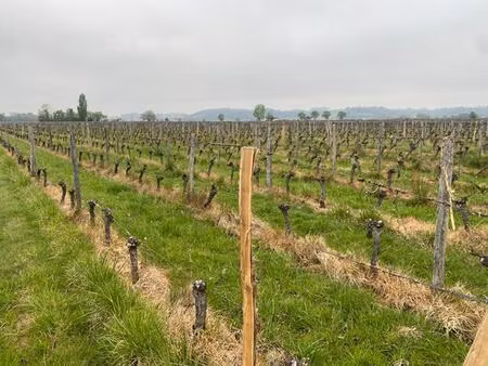 saint emilion - parcelle de vignes 5.3 ha