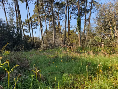 vente terrain 1187 m² jard-sur-mer (85520)
